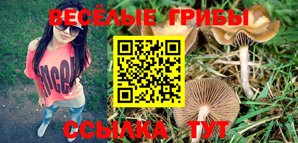 Псилоцибиновые грибы GOLDEN TEACHER Новотроицк